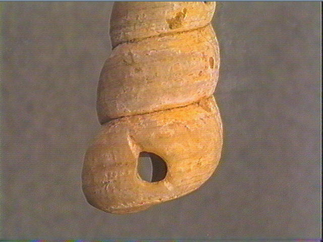 Coquillage_4