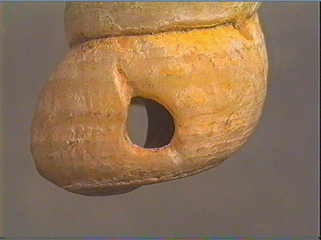 Coquillage_5