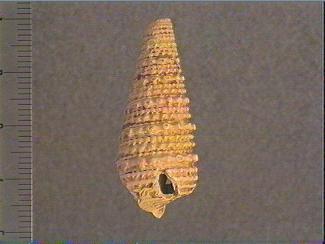 Coquillage_0
