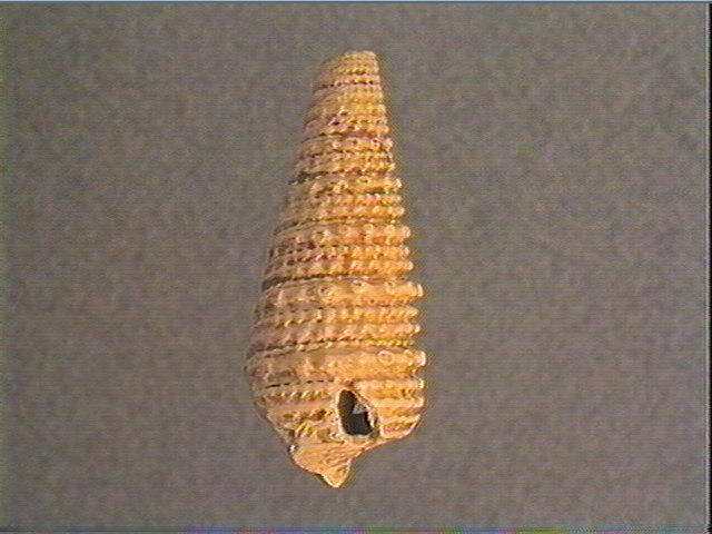 Coquillage_1