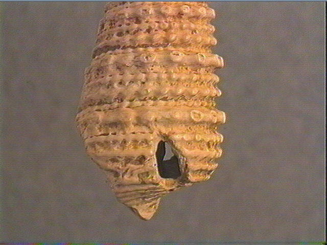 Coquillage_2
