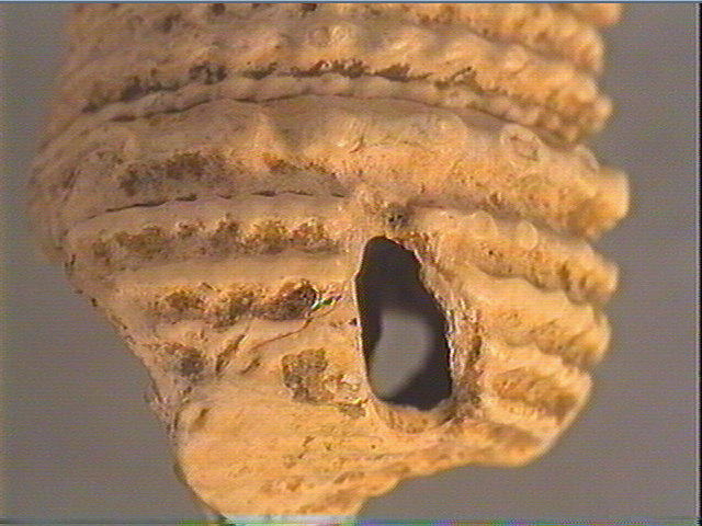 Coquillage_3