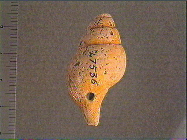 Coquillage_0