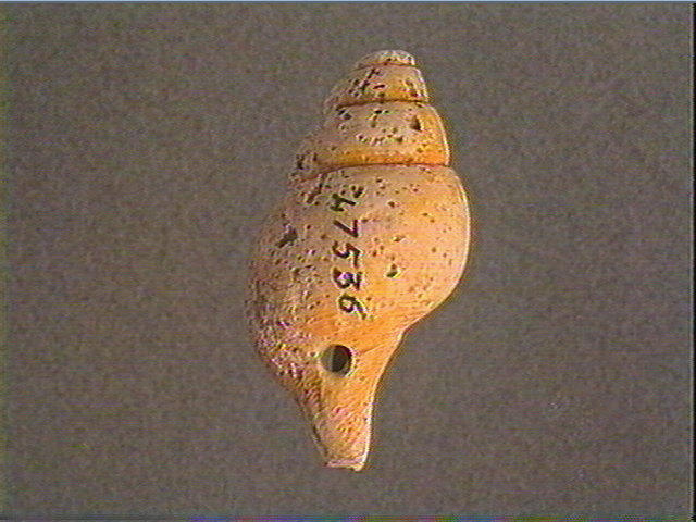 Coquillage_1