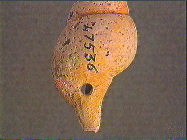 Coquillage_2