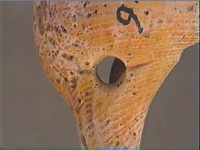 Coquillage_3