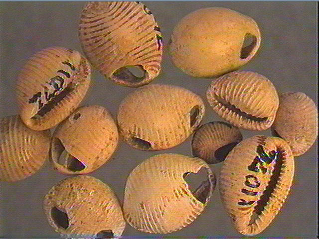 Coquillage_0