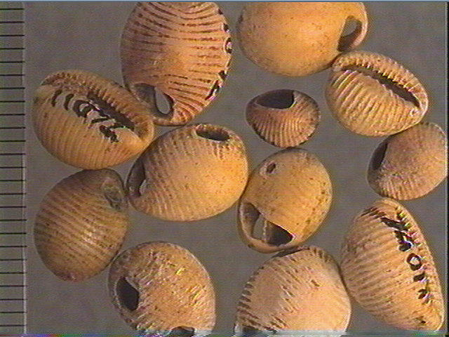 Coquillage_1