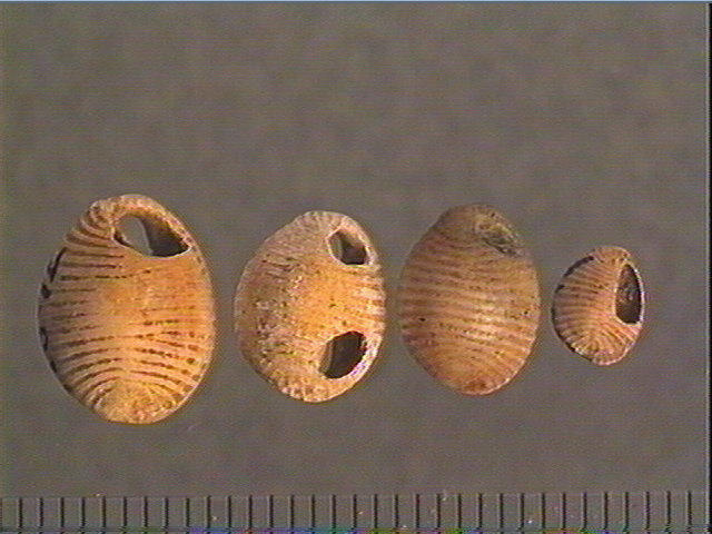 Coquillage_2