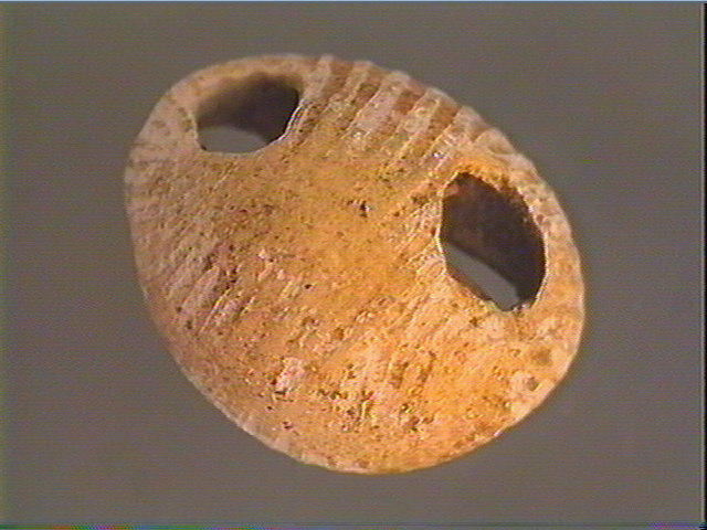 Coquillage_3