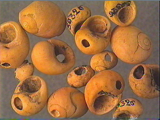 Coquillage_0