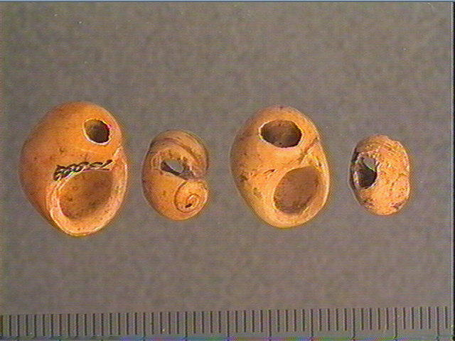 Coquillage_1