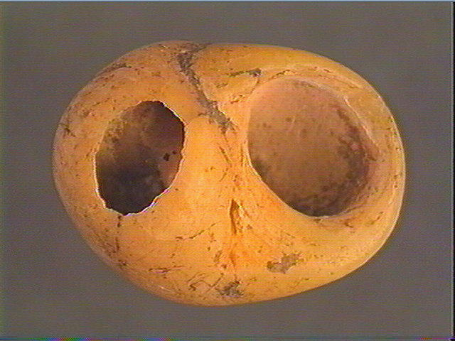 Coquillage_2