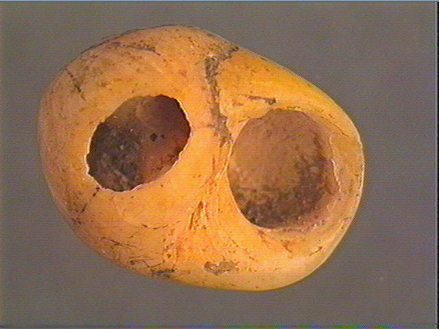 Coquillage_3