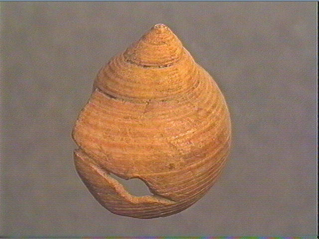 Coquillage (2)_0