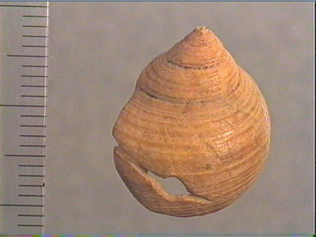 Coquillage (2)_1