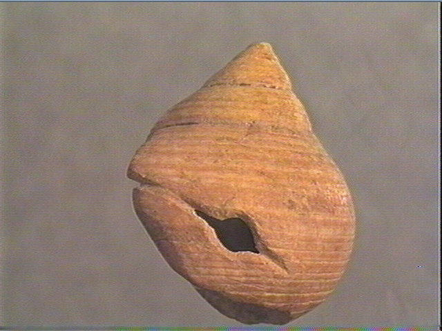 Coquillage (2)_2
