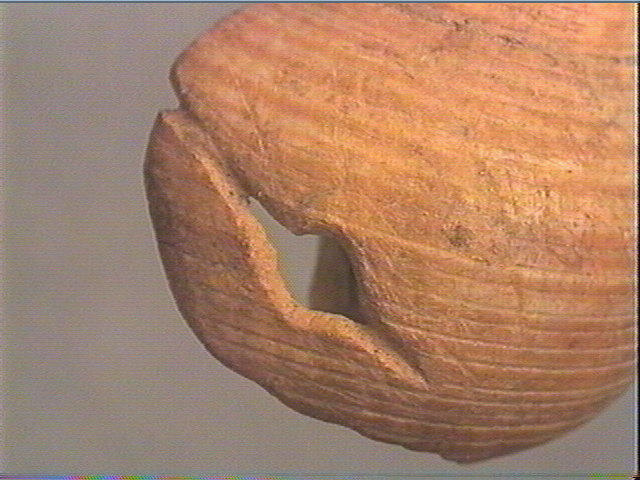 Coquillage (2)_3