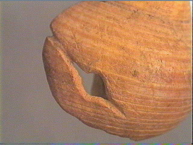 Coquillage (2)_4