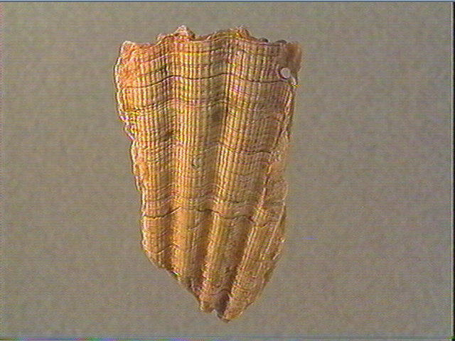 Coquillage_0
