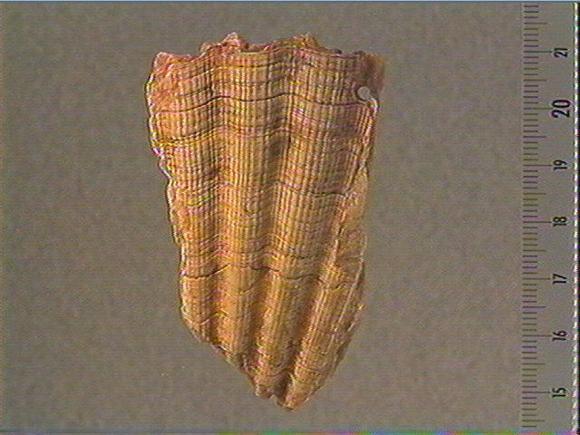 Coquillage_1