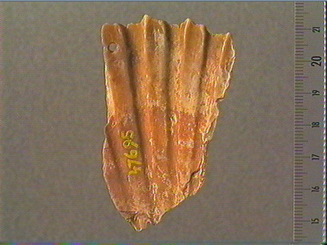 Coquillage_2