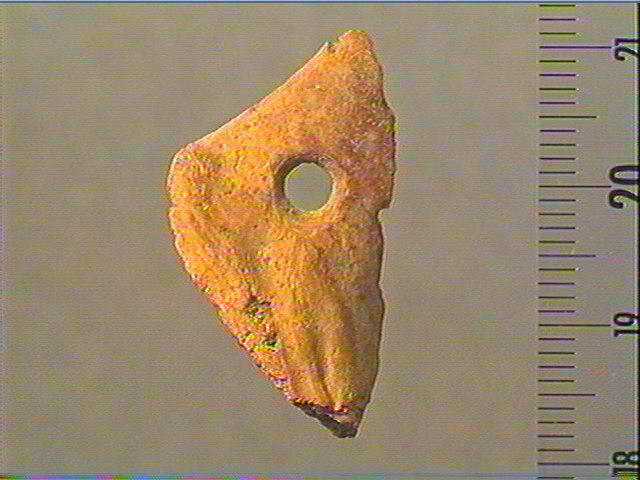 Coquillage_0
