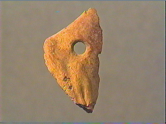 Coquillage_1