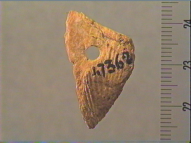 Coquillage_2