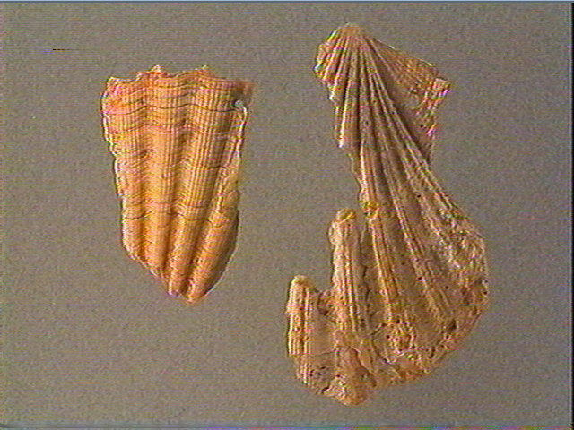Coquillage_3