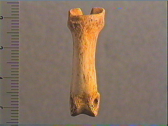 Phalange (perforé, renne)_0