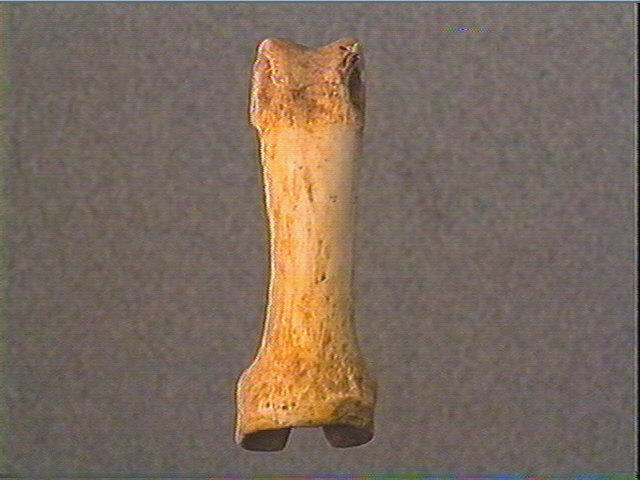 Phalange (perforé, renne)_1