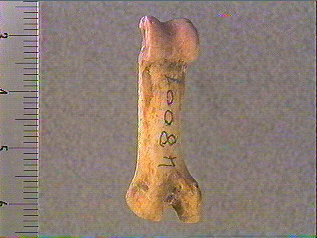 Phalange (perforé, renne)_4