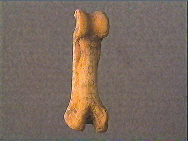 Phalange (perforé, renne)_5