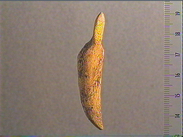 Andouiller (renne), pendeloque_1