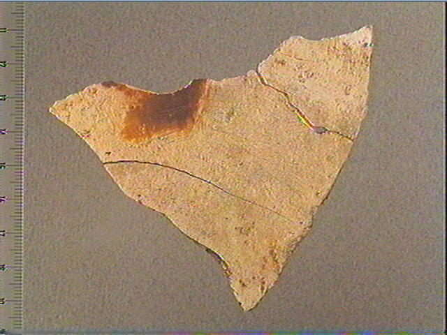 Scapula_0