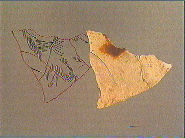 Scapula_1