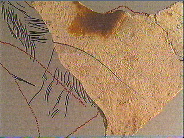 Scapula_2