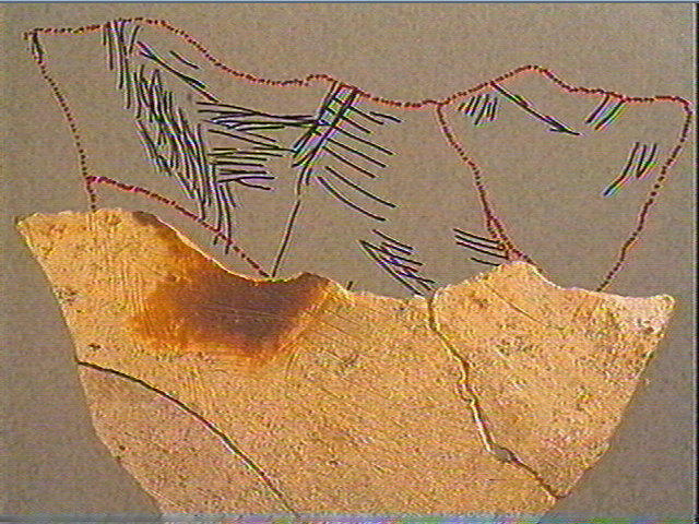 Scapula_3