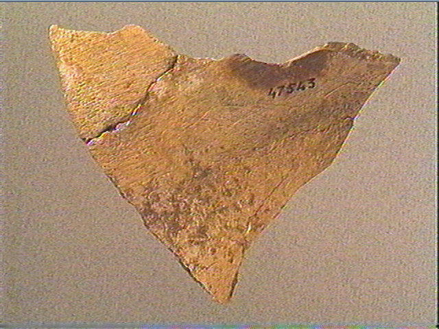 Scapula_6