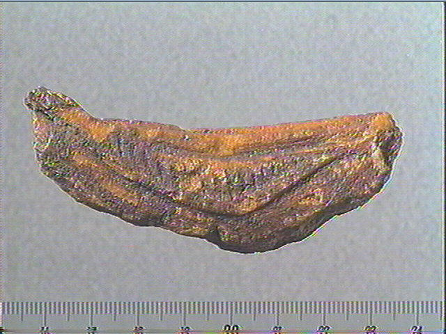 Andouiller (renne)_0
