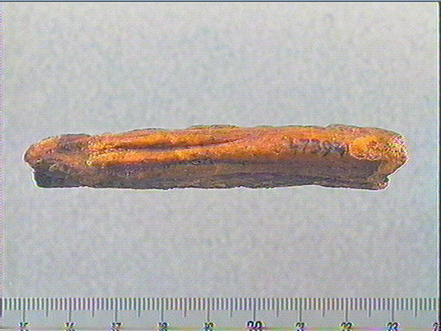 Andouiller (renne)_1