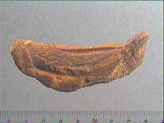 Andouiller (renne)_2