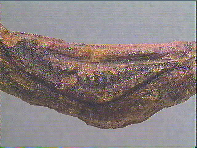 Andouiller (renne)_3