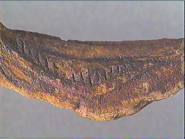 Andouiller (renne)_4