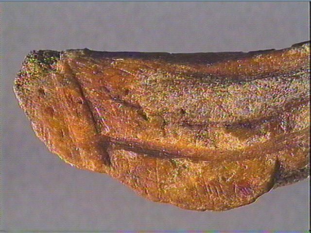 Andouiller (renne)_6