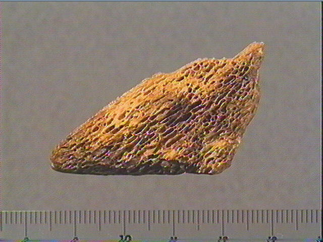 Côte, contour découpé_3