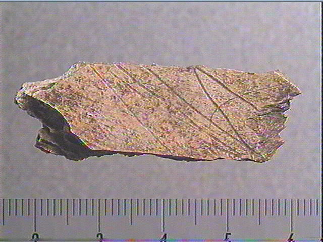 Scapula_0