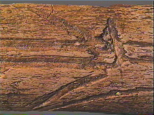 Côte_3