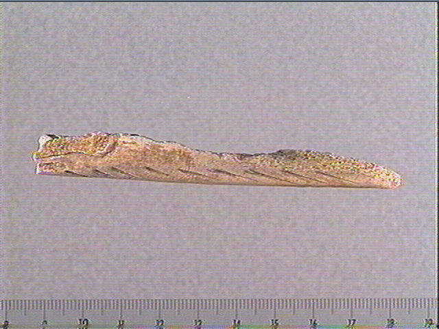 Andouiller (renne)_2